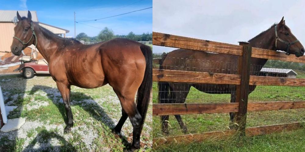 Enlarge Aengus, a Adoptable Grade in Leitchfield , KY image 5/5