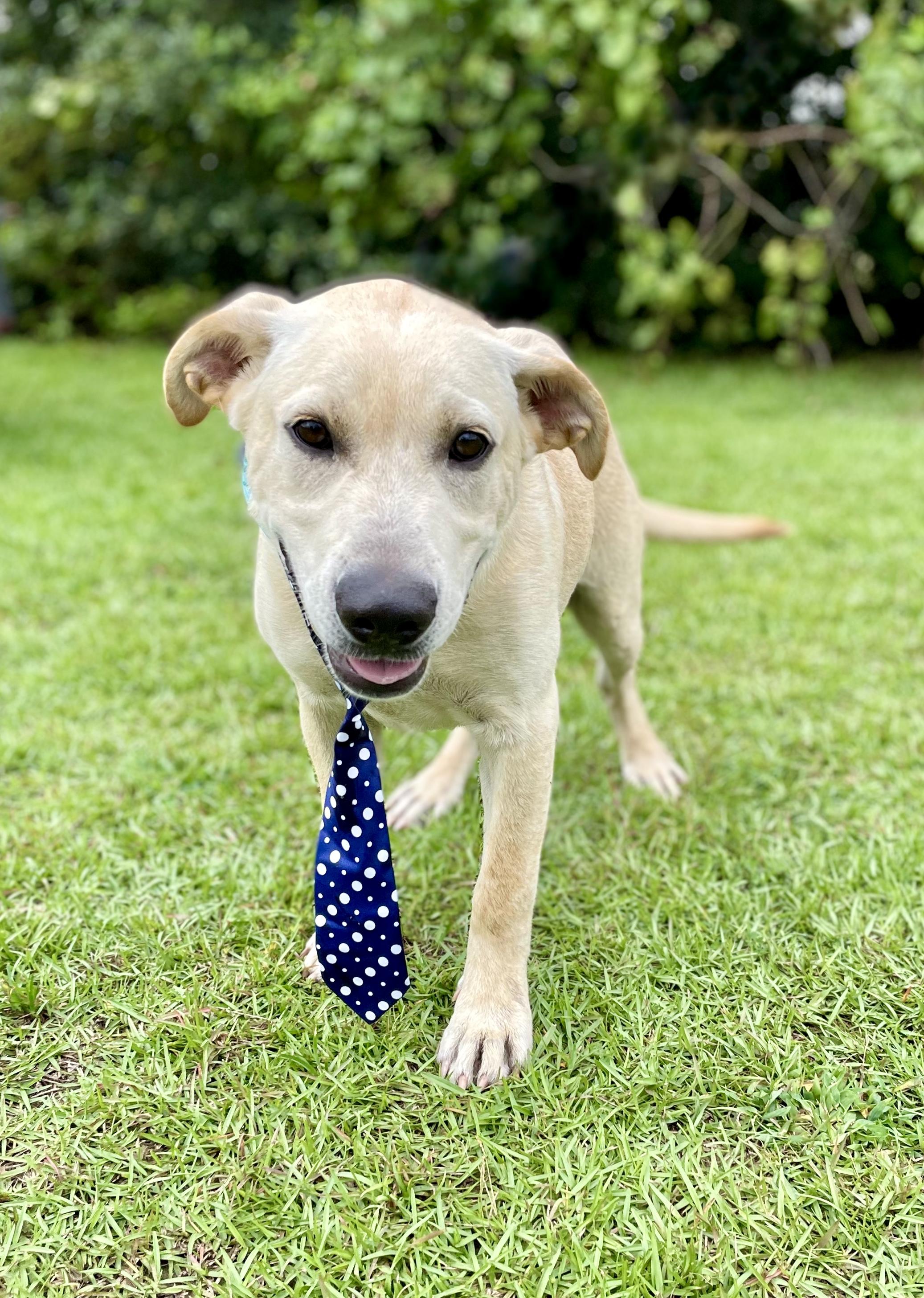 Andrew PENDING ADOPTION