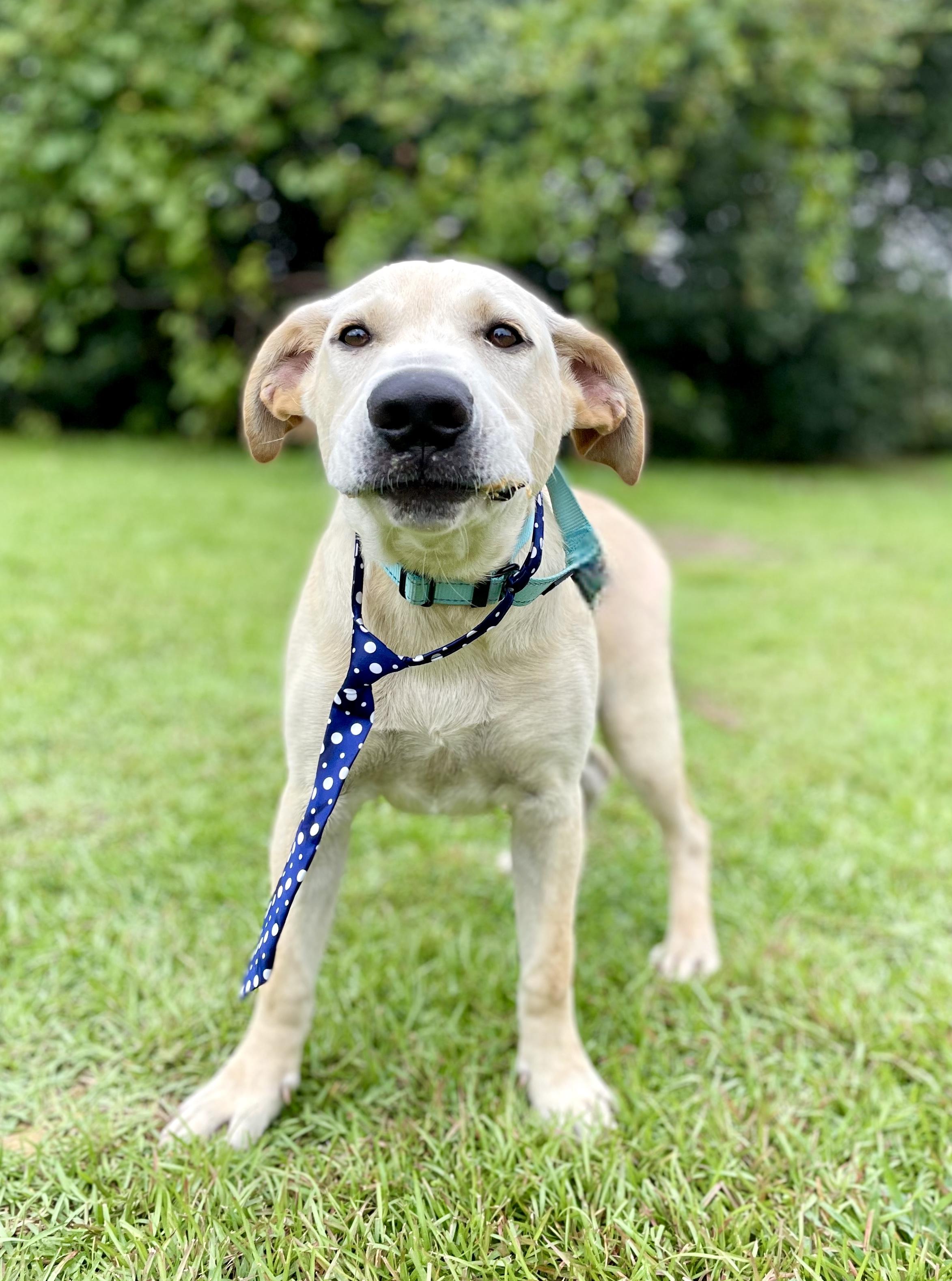 Andrew PENDING ADOPTION