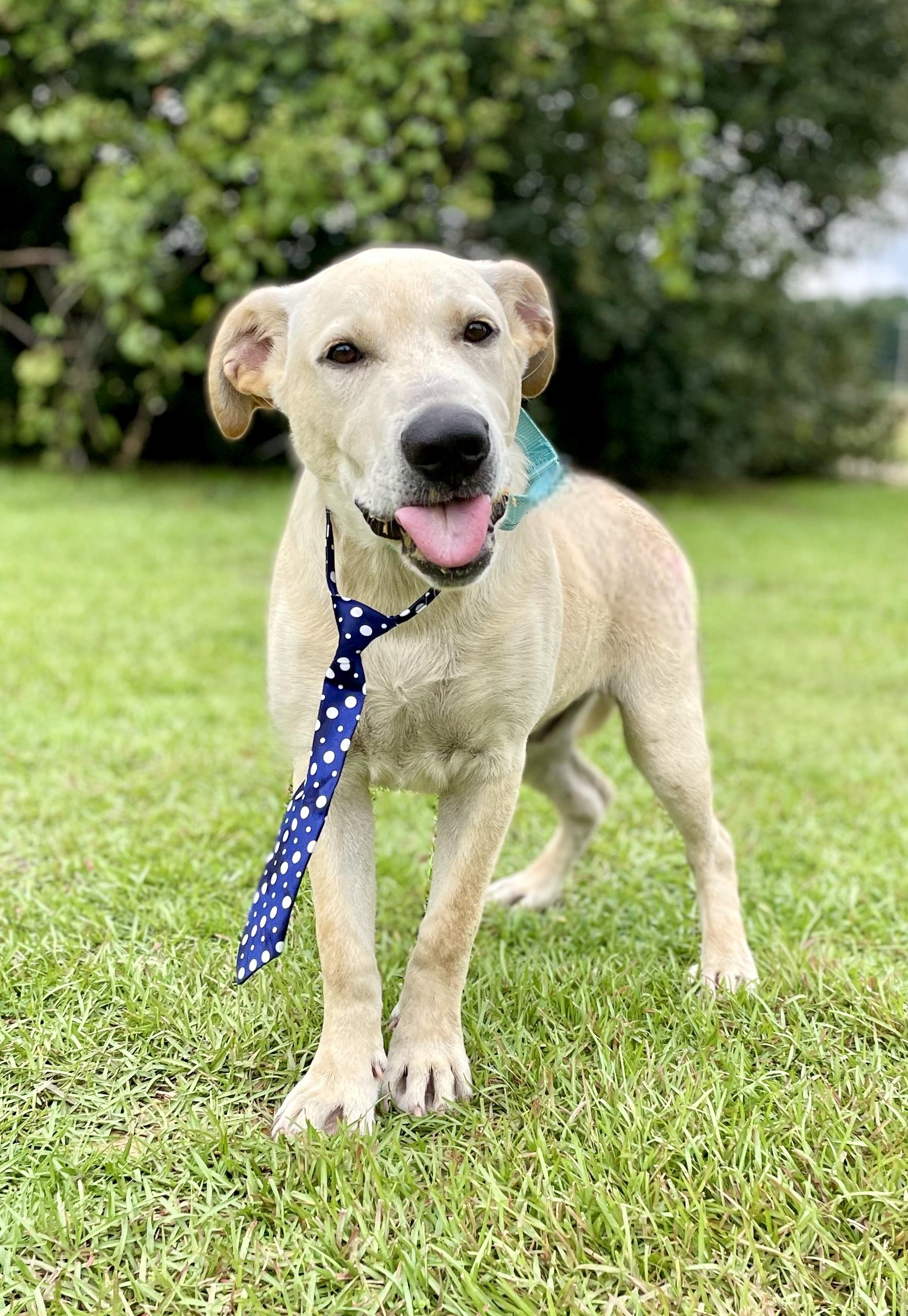 Andrew PENDING ADOPTION