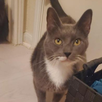 Shy, a Adoptable Domestic Short Hair in Boise, ID image 3/6