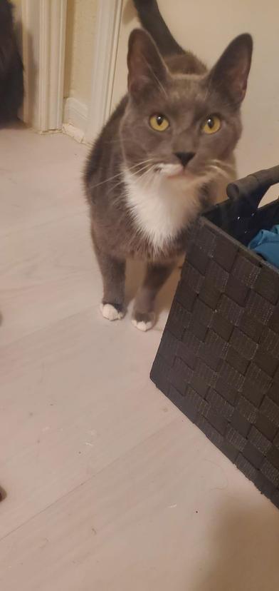 Shy, a Adoptable Domestic Short Hair in Boise, ID image 5/6