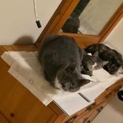 Shy, a Adoptable Domestic Short Hair in Boise, ID image 4/6