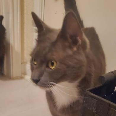 Shy, a Adoptable Domestic Short Hair in Boise, ID image 2/6