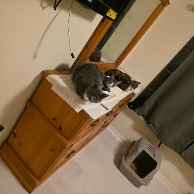Shy, a Adoptable Domestic Short Hair in Boise, ID image 6/6