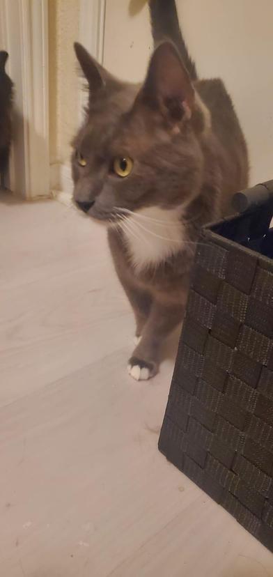 Shy, a Adoptable Domestic Short Hair in Boise, ID image 1/6