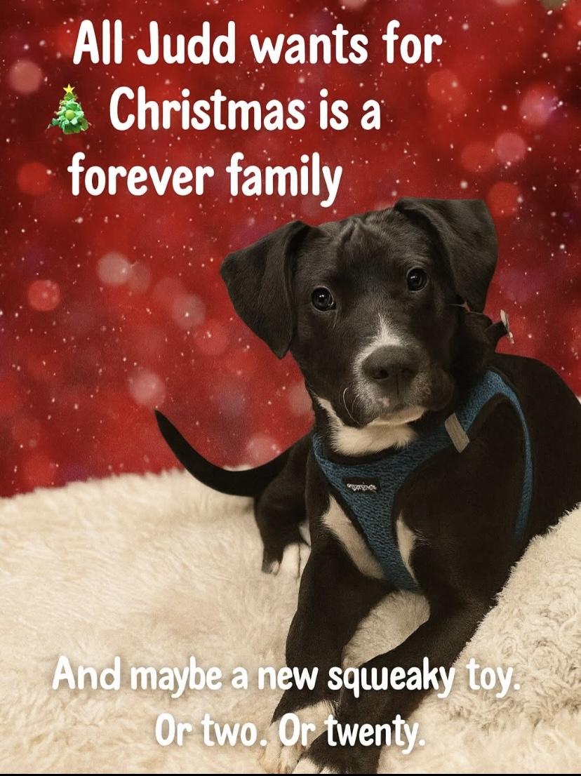 Judd, a ADOPTABLE mixed breed in Philadelphia, PA image 1/6