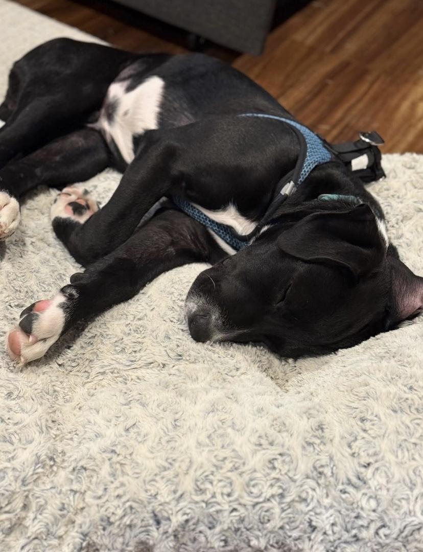 Judd, a ADOPTABLE mixed breed in Philadelphia, PA image 3/6