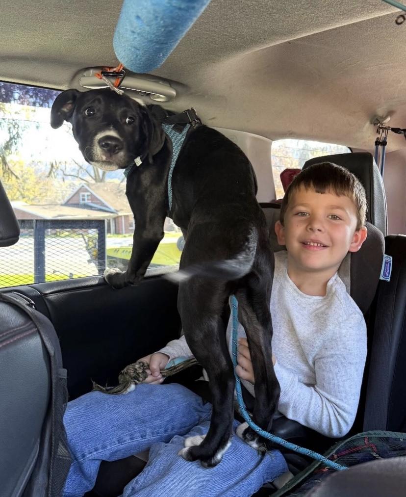 Judd, a ADOPTABLE mixed breed in Philadelphia, PA image 4/6