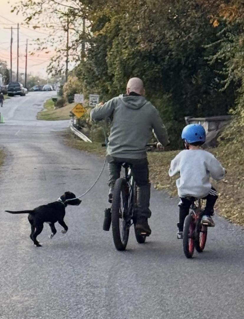 Judd, a ADOPTABLE mixed breed in Philadelphia, PA image 5/6