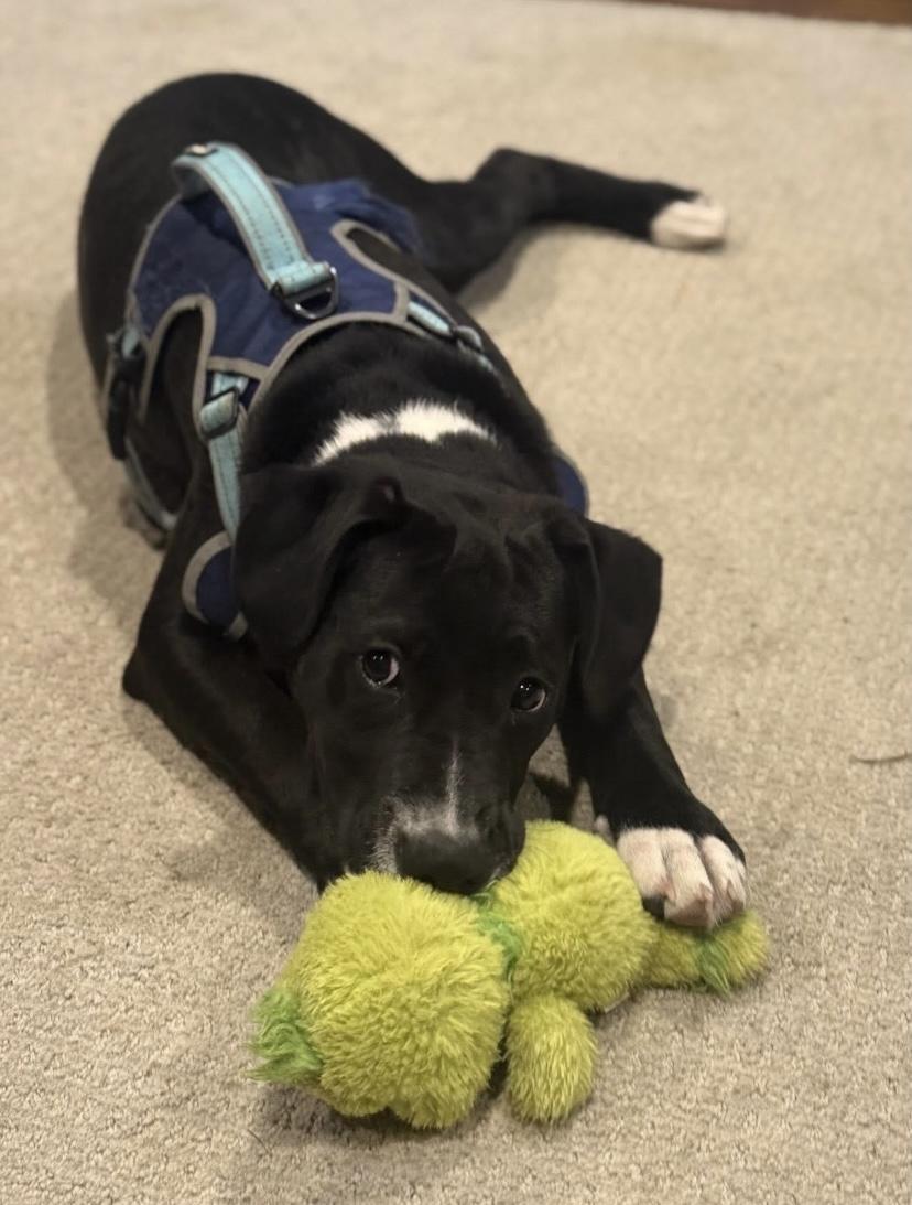 Judd, a ADOPTABLE mixed breed in Philadelphia, PA image 6/6