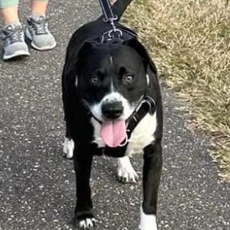 Enlarge SHADOW, a Adoptable mixed breed in Largo, FL image 3/6