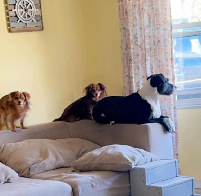 Enlarge SHADOW, a Adoptable mixed breed in Largo, FL image 6/6