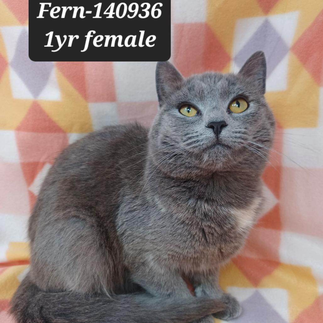 Fern, Adoptable, Young Female Domestic Short Hair.