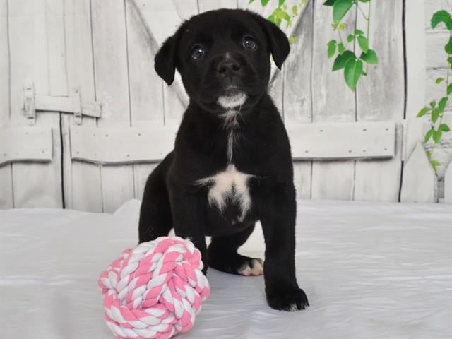 BLAISE, Adoptable, Puppy Female Cane Corso & Australian Cattle Dog / Blue Heeler.