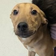 Jasmine, Adopted, Adult Female Terrier.