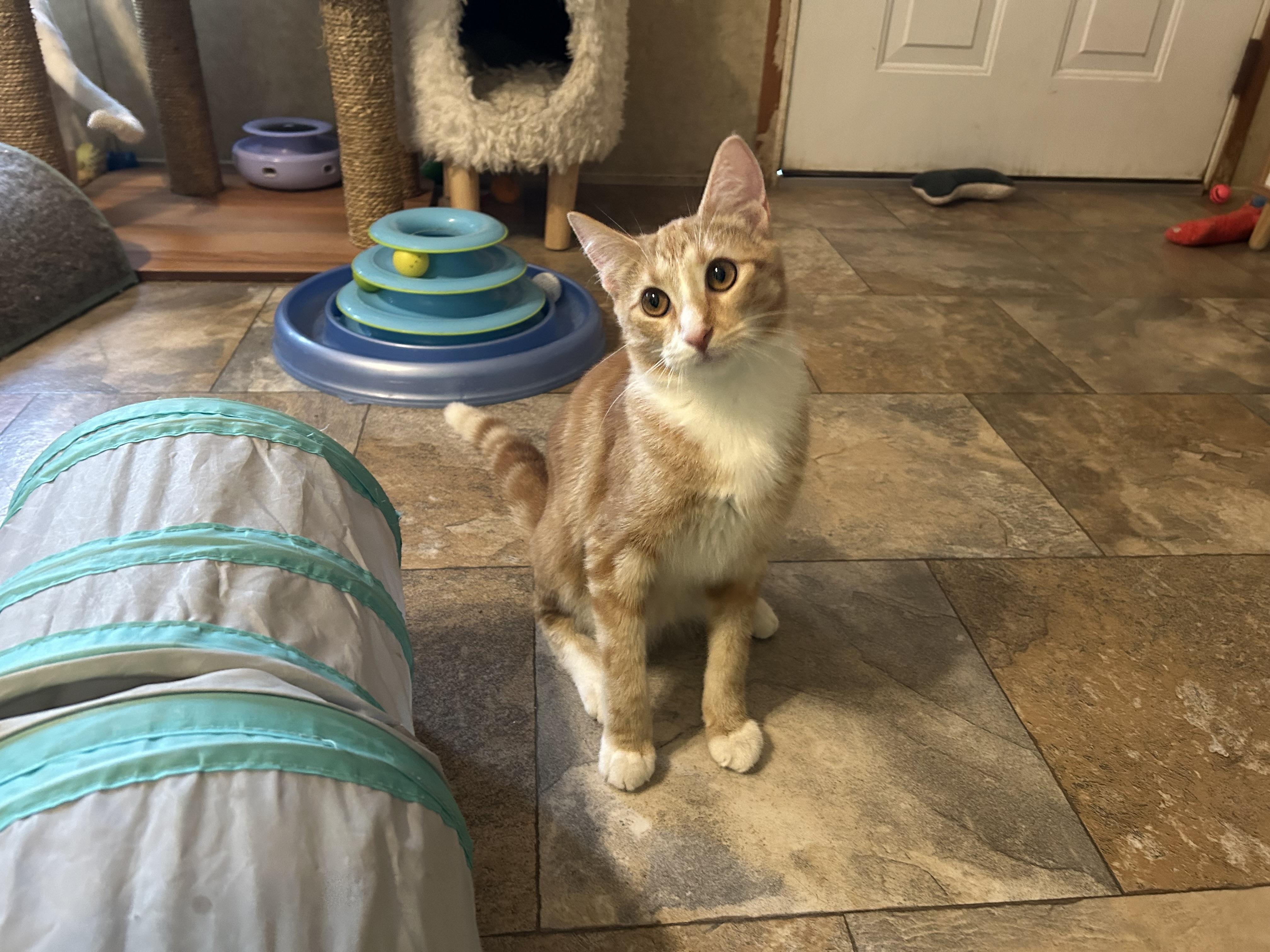 Kickoff, adopted, Young Male Domestic Short Hair.