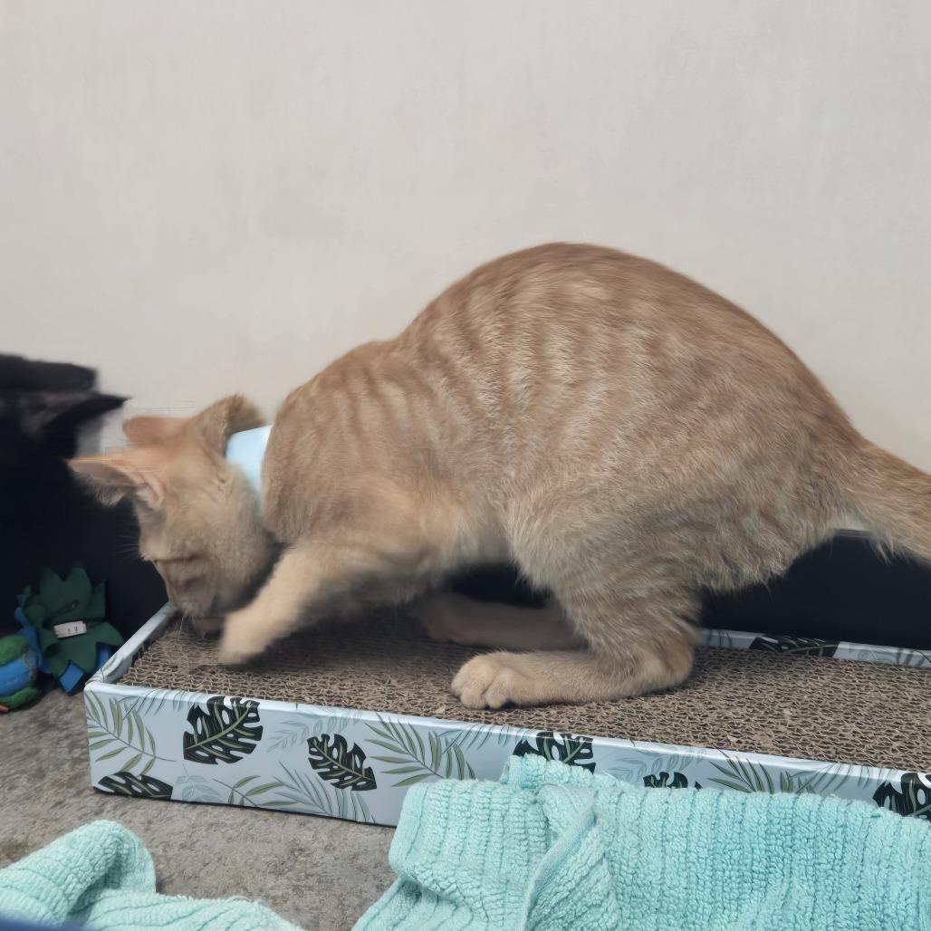 Manny, Adoptable, Kitten Male Domestic Short Hair.