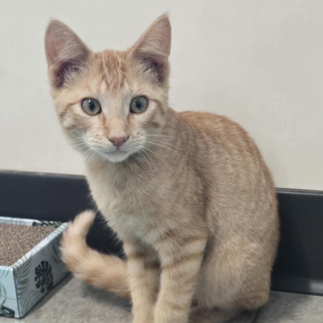 Enlarge Manny, a Adoptable Domestic Short Hair in Saint Cloud, MN image 2/6