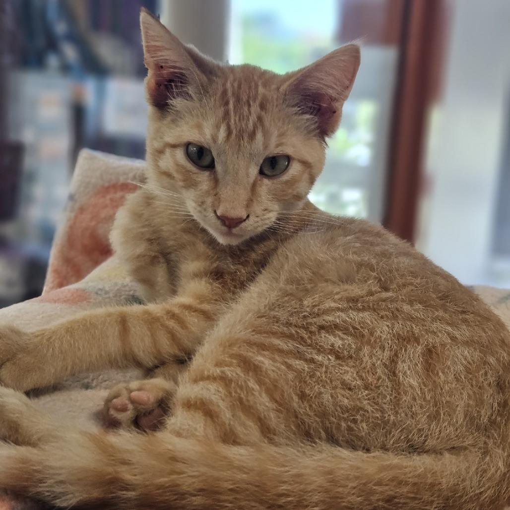 Enlarge Manny, a Adoptable Domestic Short Hair in Saint Cloud, MN image 3/6