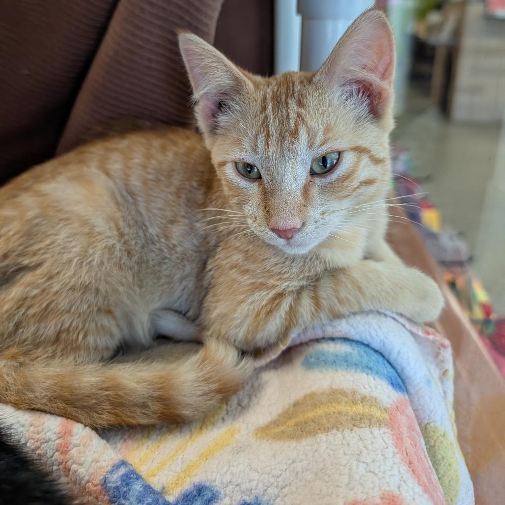 Enlarge Manny, a Adoptable Domestic Short Hair in Saint Cloud, MN image 4/6