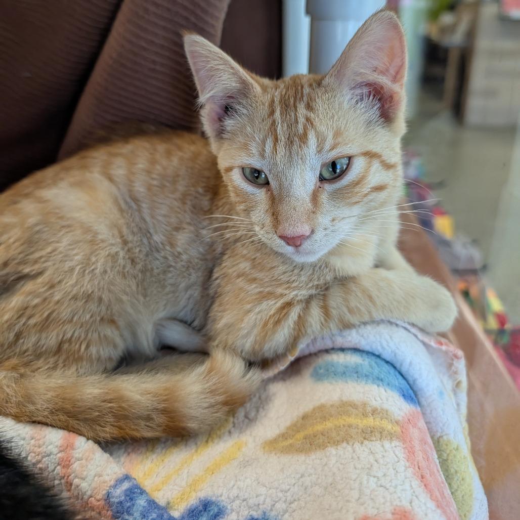 Enlarge Manny, a Adoptable Domestic Short Hair in Saint Cloud, MN image 5/6