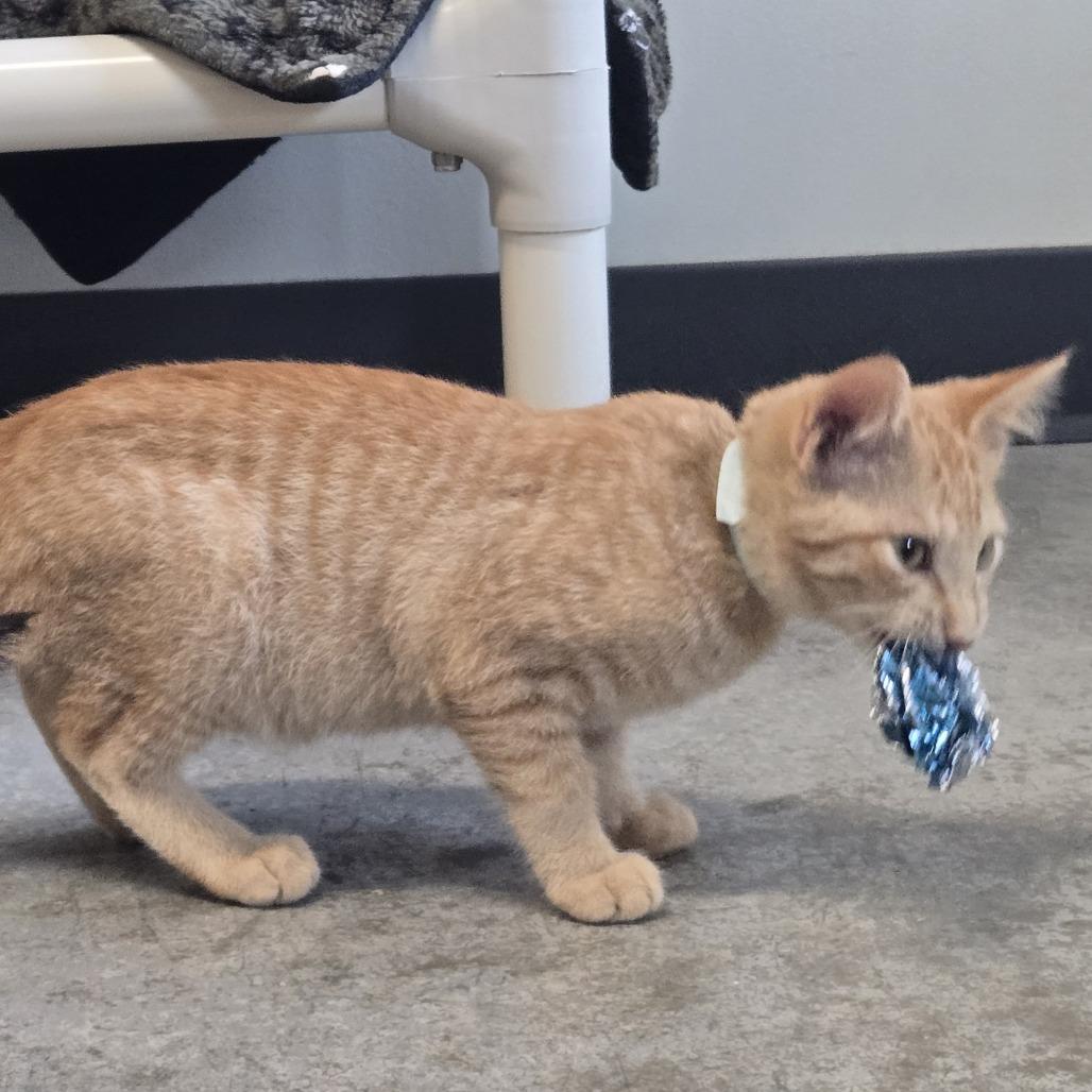 Enlarge Manny, a Adoptable Domestic Short Hair in Saint Cloud, MN image 6/6