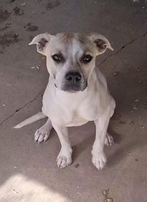 Mason, Adoptable, Young Male Pit Bull Terrier & Pit Bull Terrier.