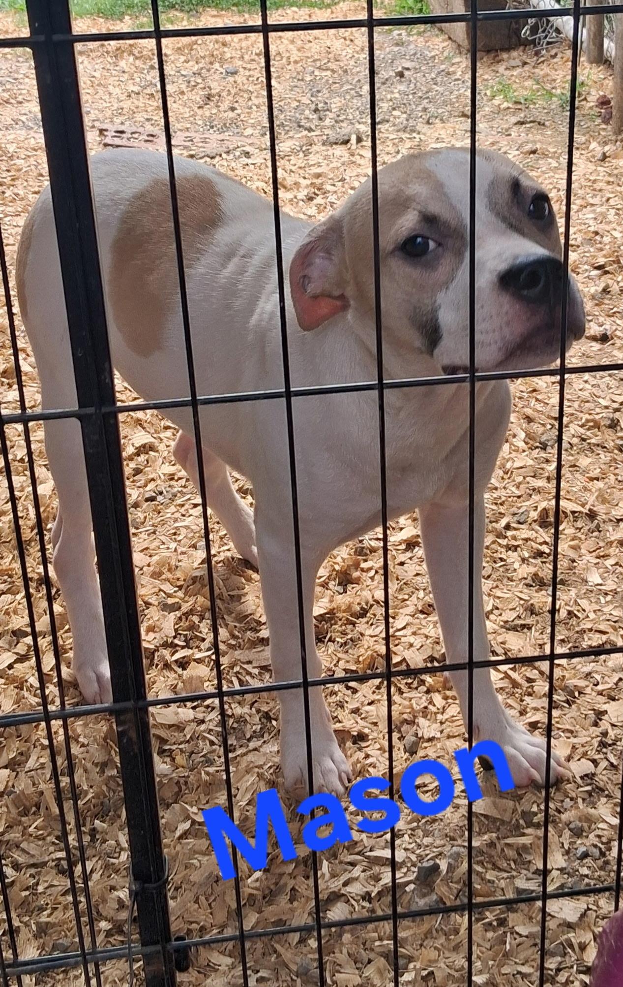 Enlarge Mason, a Adoptable mixed breed in Lynchburg, TN image 2/2