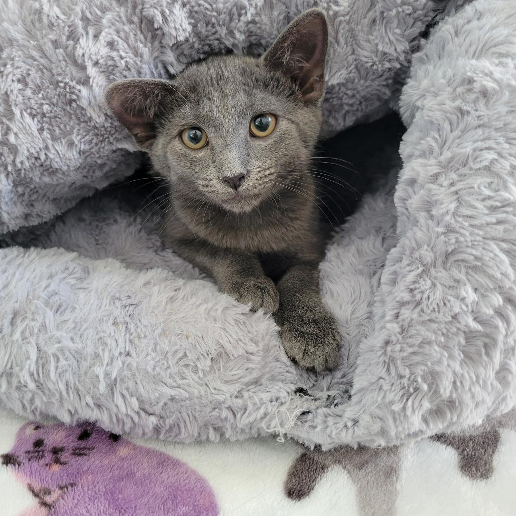 Earl Grey, Adoptable, Kitten Male Domestic Short Hair.