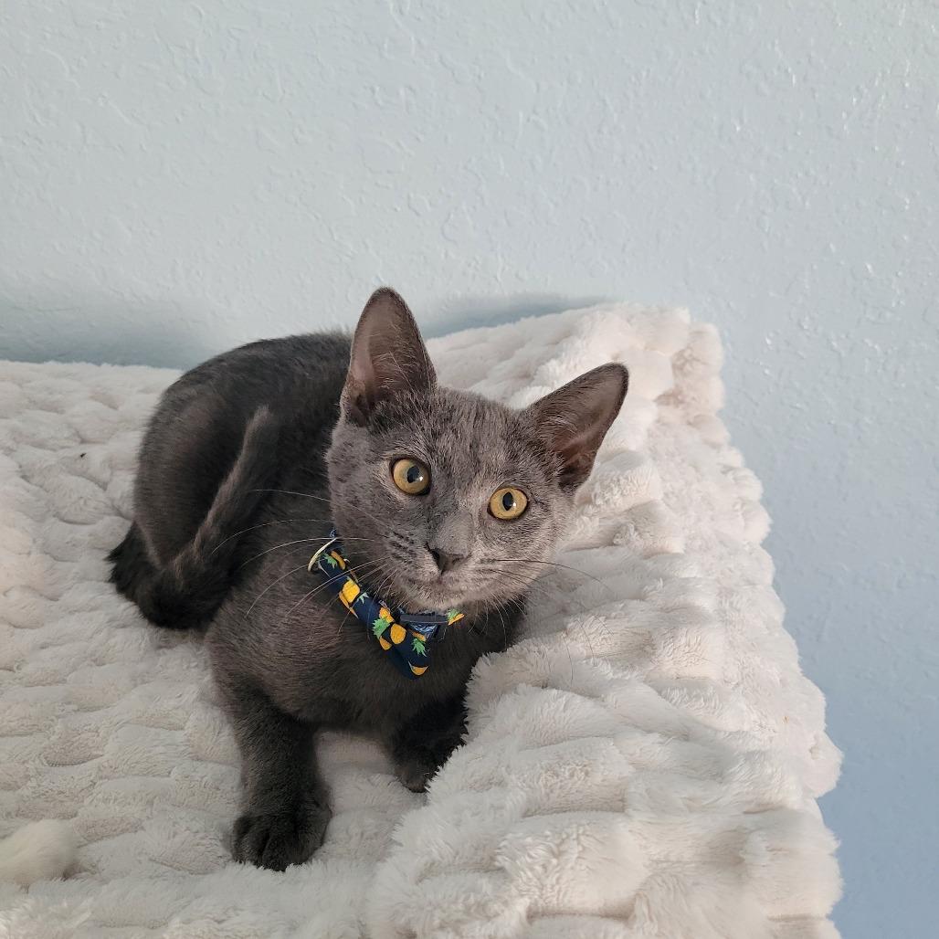 Enlarge Earl Grey, a Adoptable Domestic Short Hair in Lutz, FL image 2/4