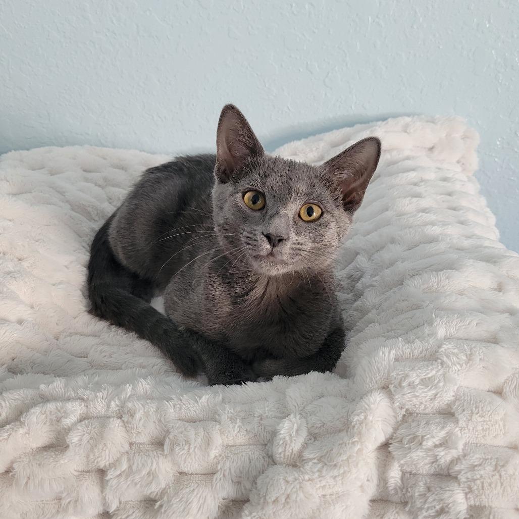 Enlarge Earl Grey, a Adoptable Domestic Short Hair in Lutz, FL image 4/4