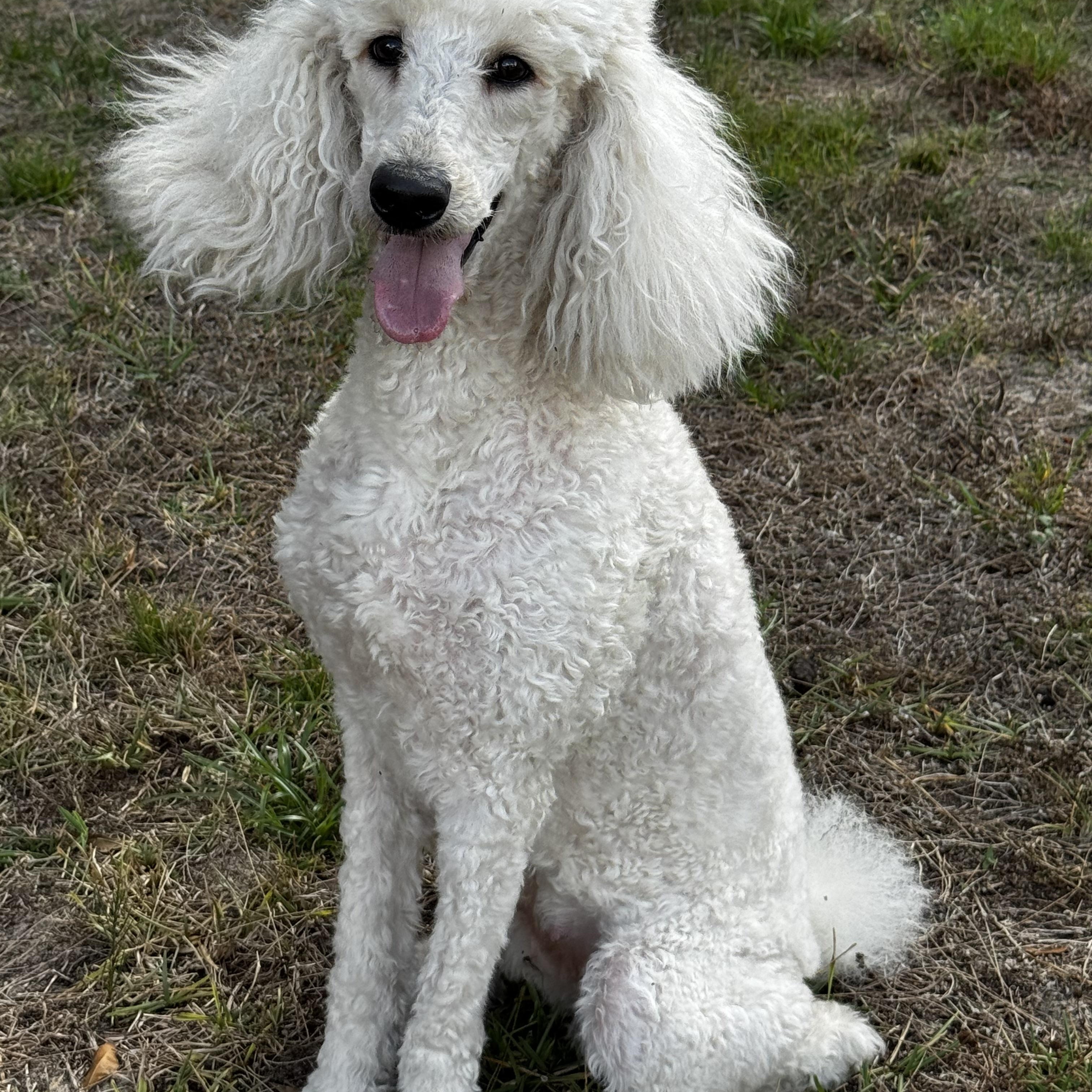 Precious Sissi!!!, adopted, Adult Female Poodle.