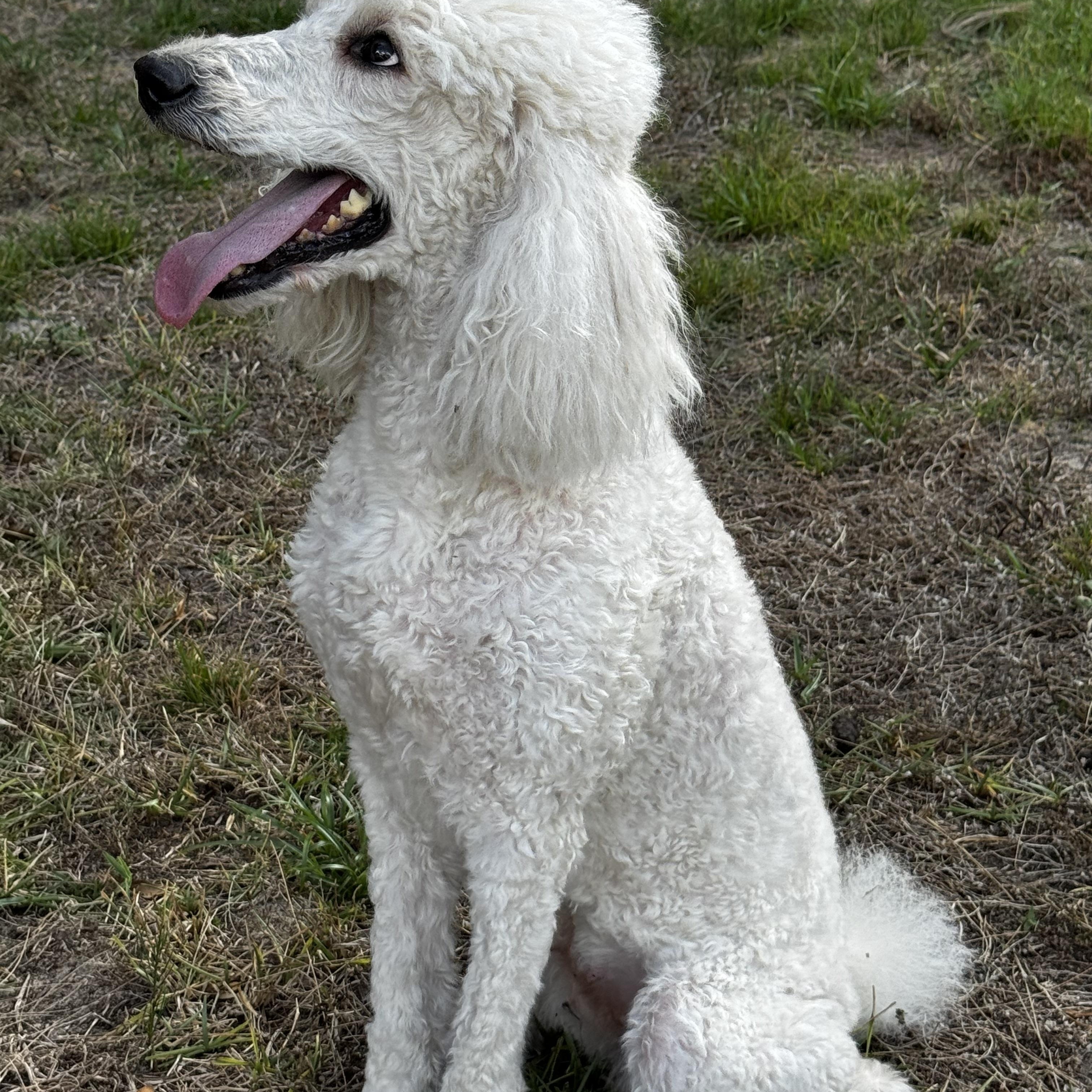 Enlarge Precious Sissi!!!, an adopted Poodle in Fort Myers Beach, FL image 2/2