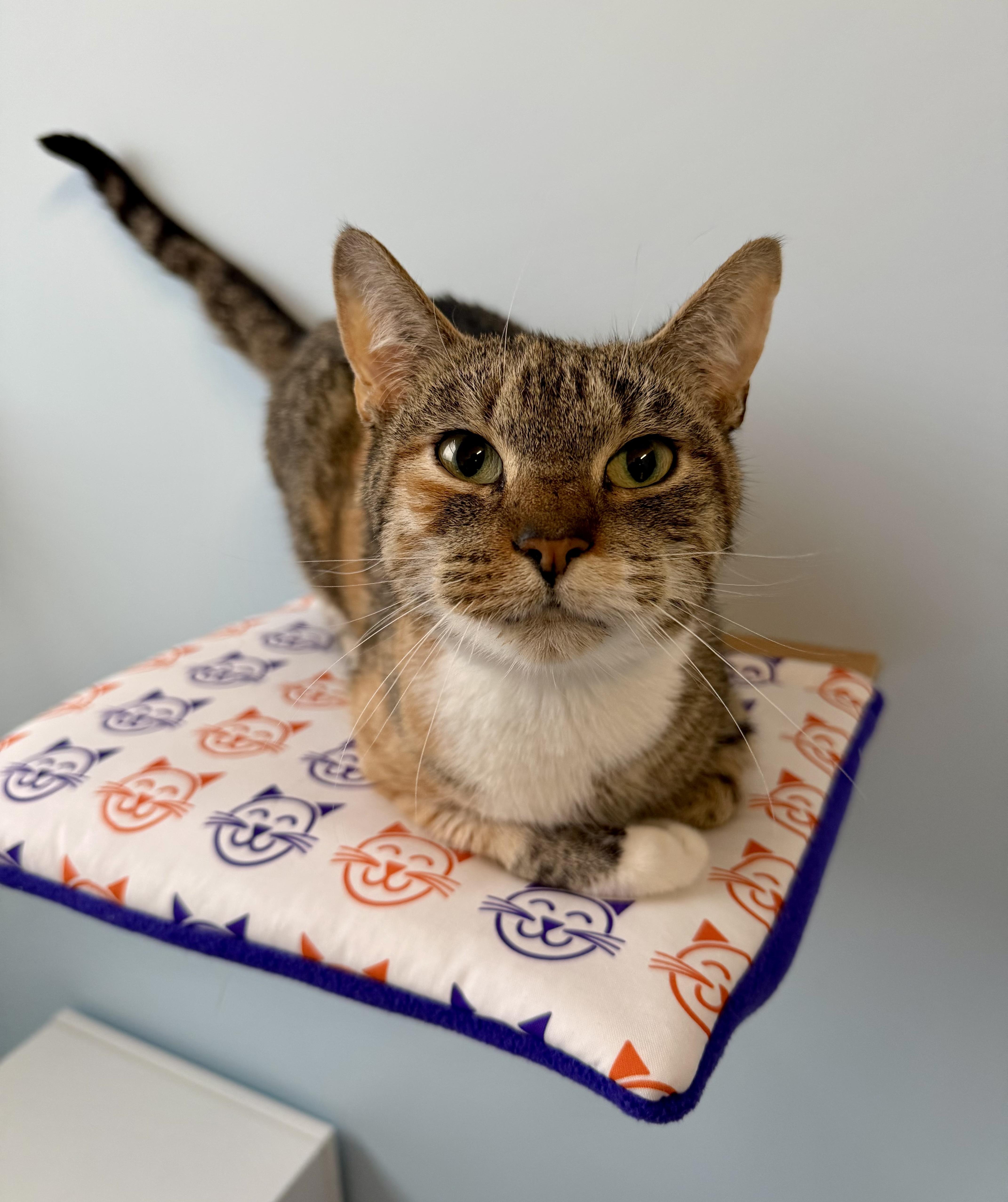 Enlarge Pyro, an adopted Calico in Plainville, CT image 6/6