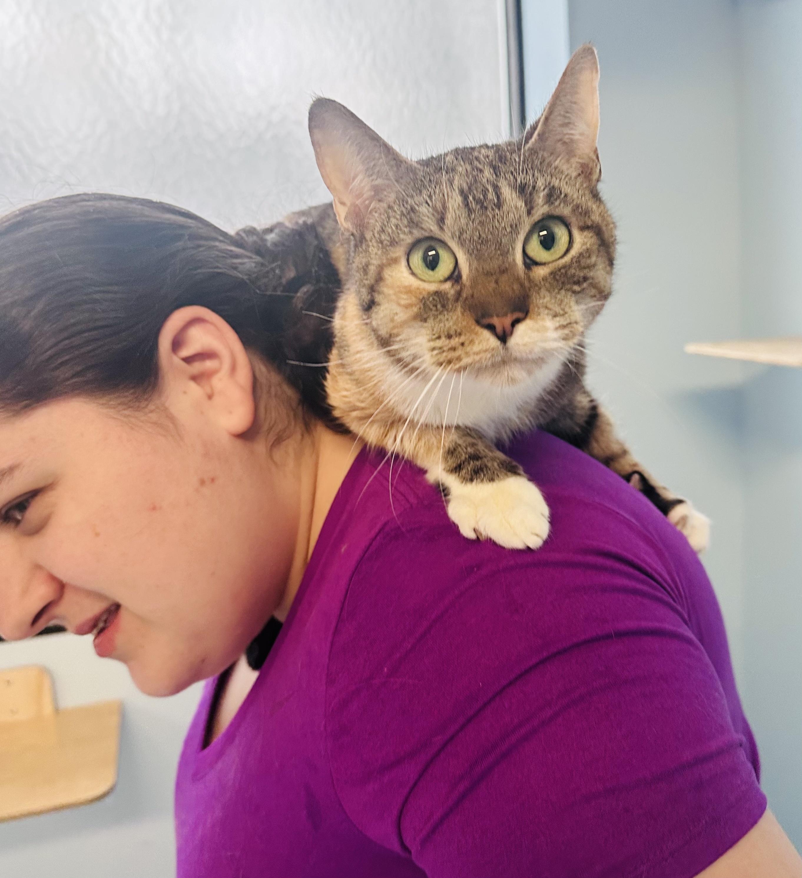 Enlarge Pyro, an adopted Calico in Plainville, CT image 4/6