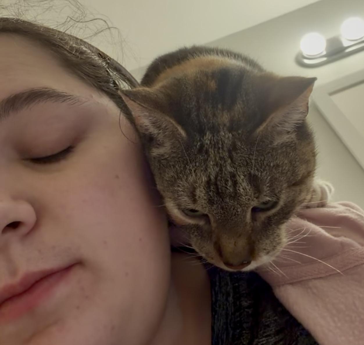 Enlarge Pyro, a ADOPTABLE Calico in Bethel, CT image 6/6