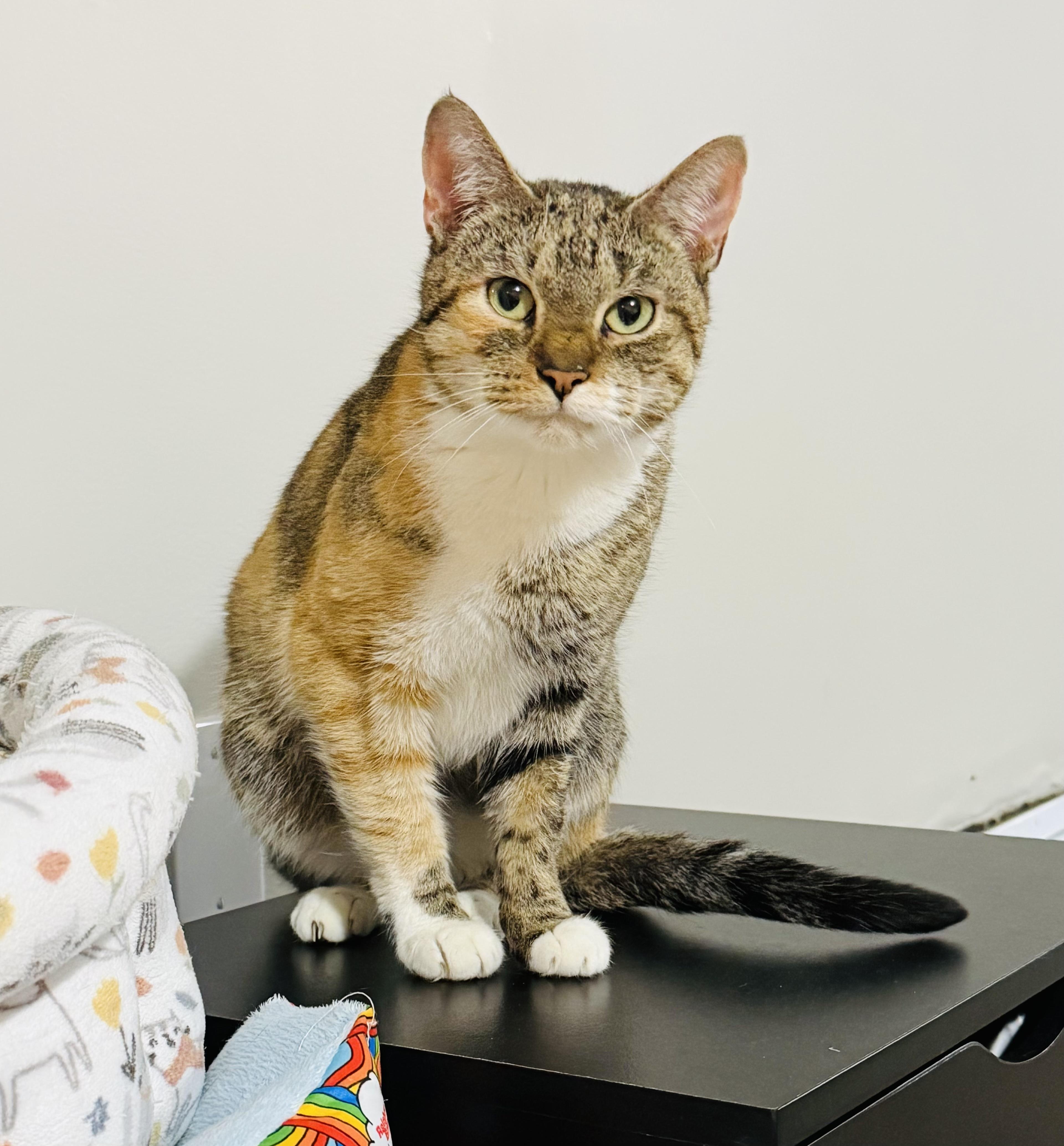 Enlarge Pyro, a ADOPTABLE Calico in Bethel, CT image 3/6