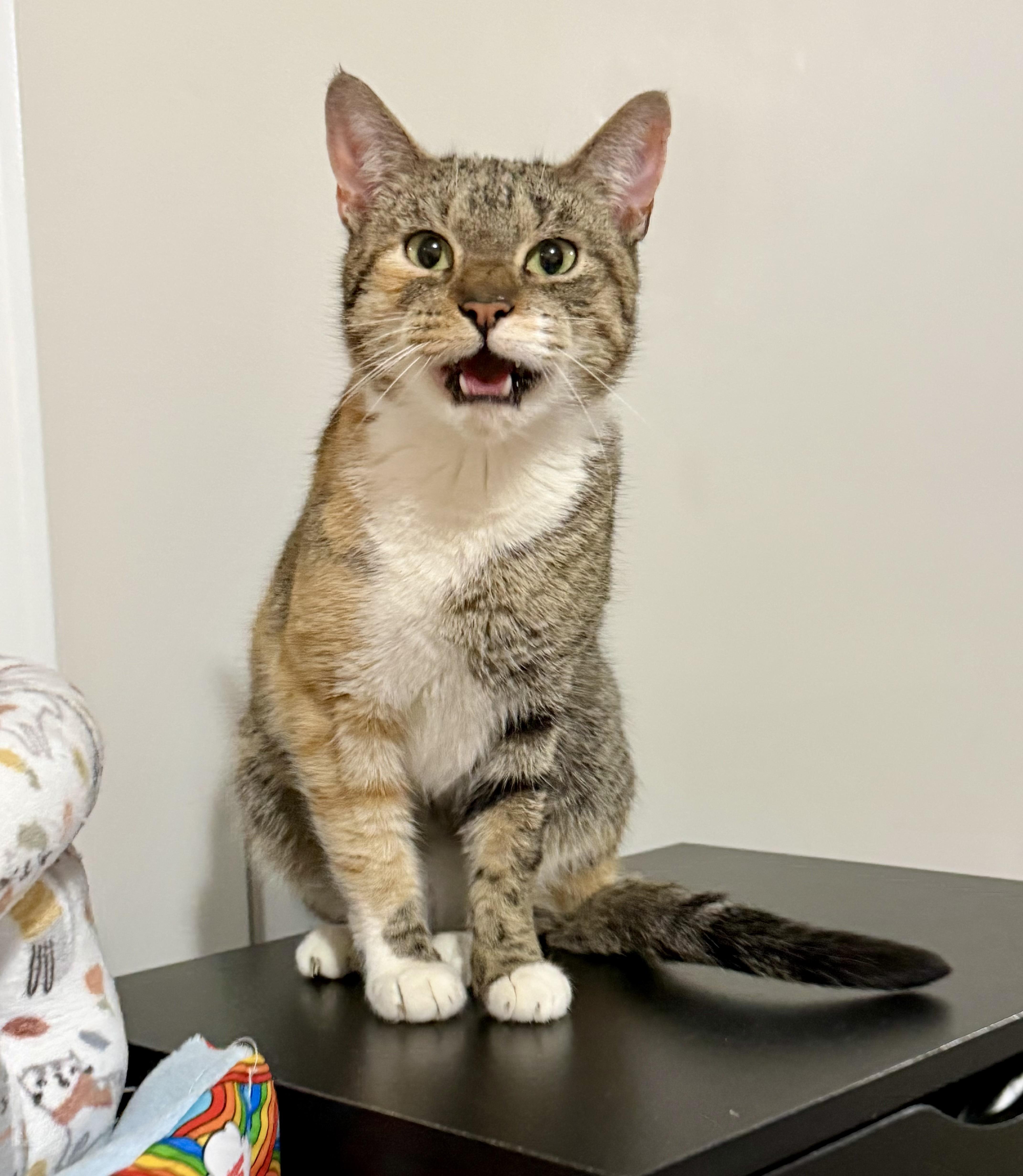 Enlarge Pyro, a ADOPTABLE Calico in Bethel, CT image 4/6