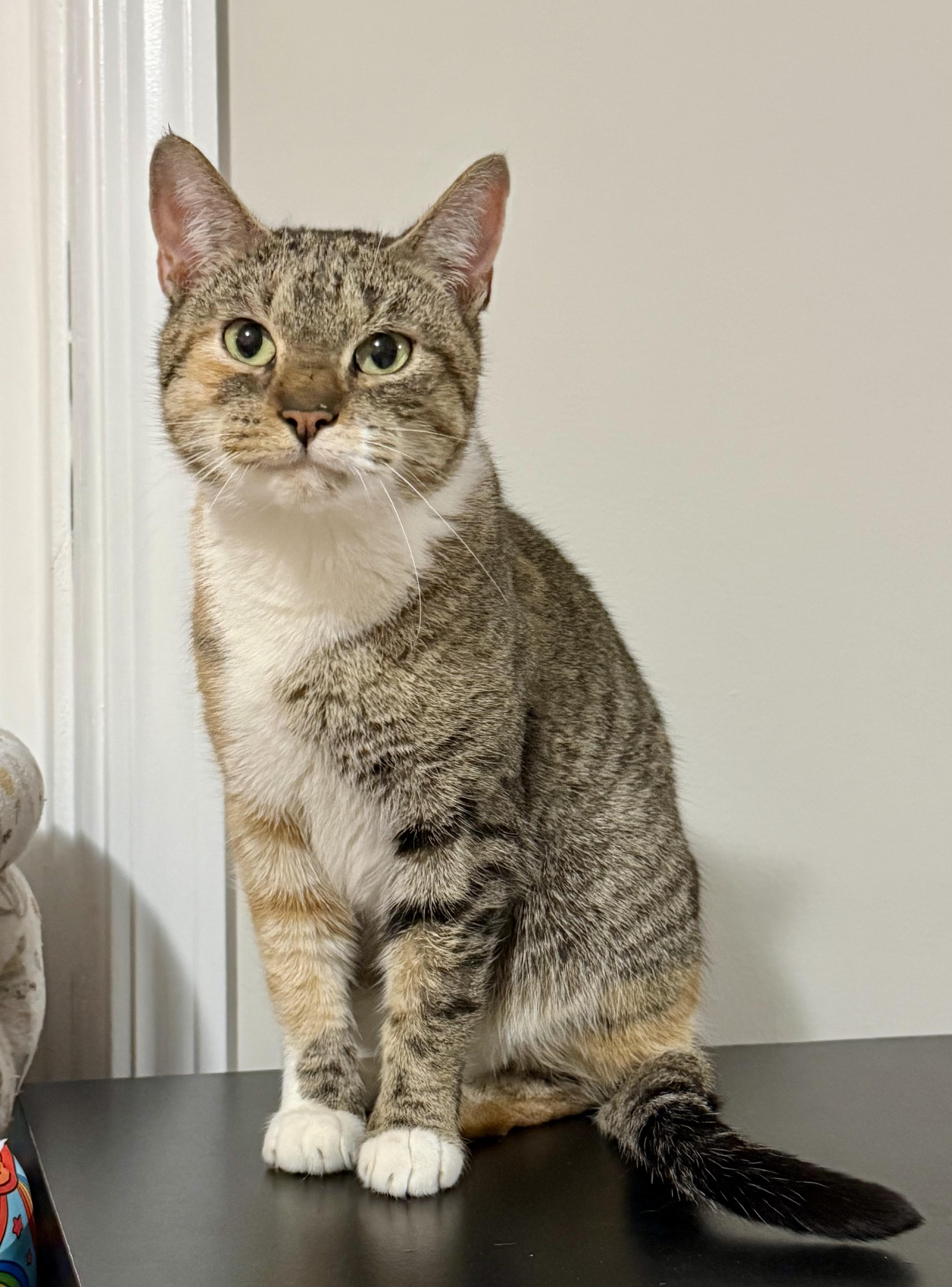 Enlarge Pyro, a ADOPTABLE Calico in Bethel, CT image 2/6