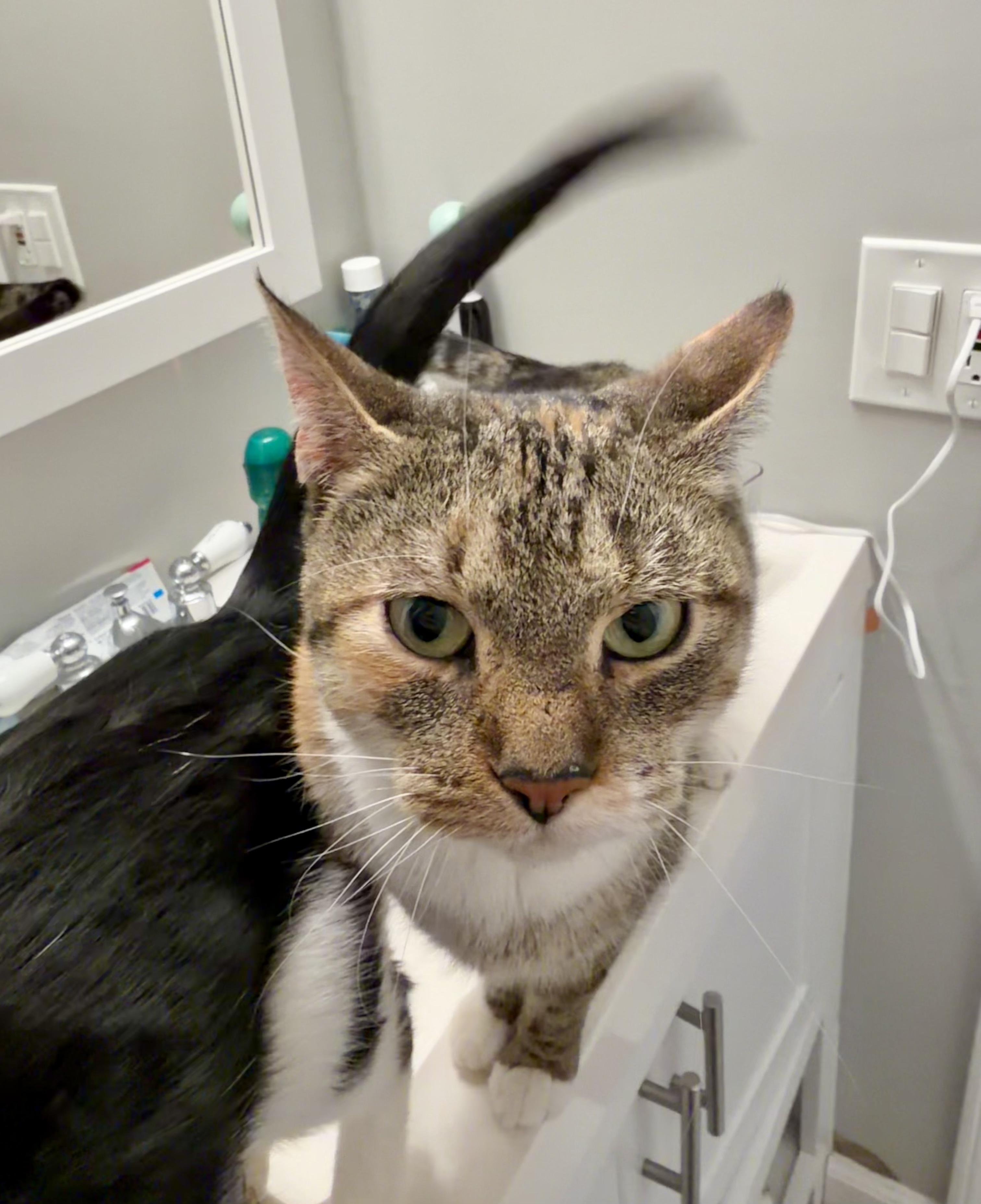 Enlarge Pyro, a ADOPTABLE Calico in Bethel, CT image 5/6