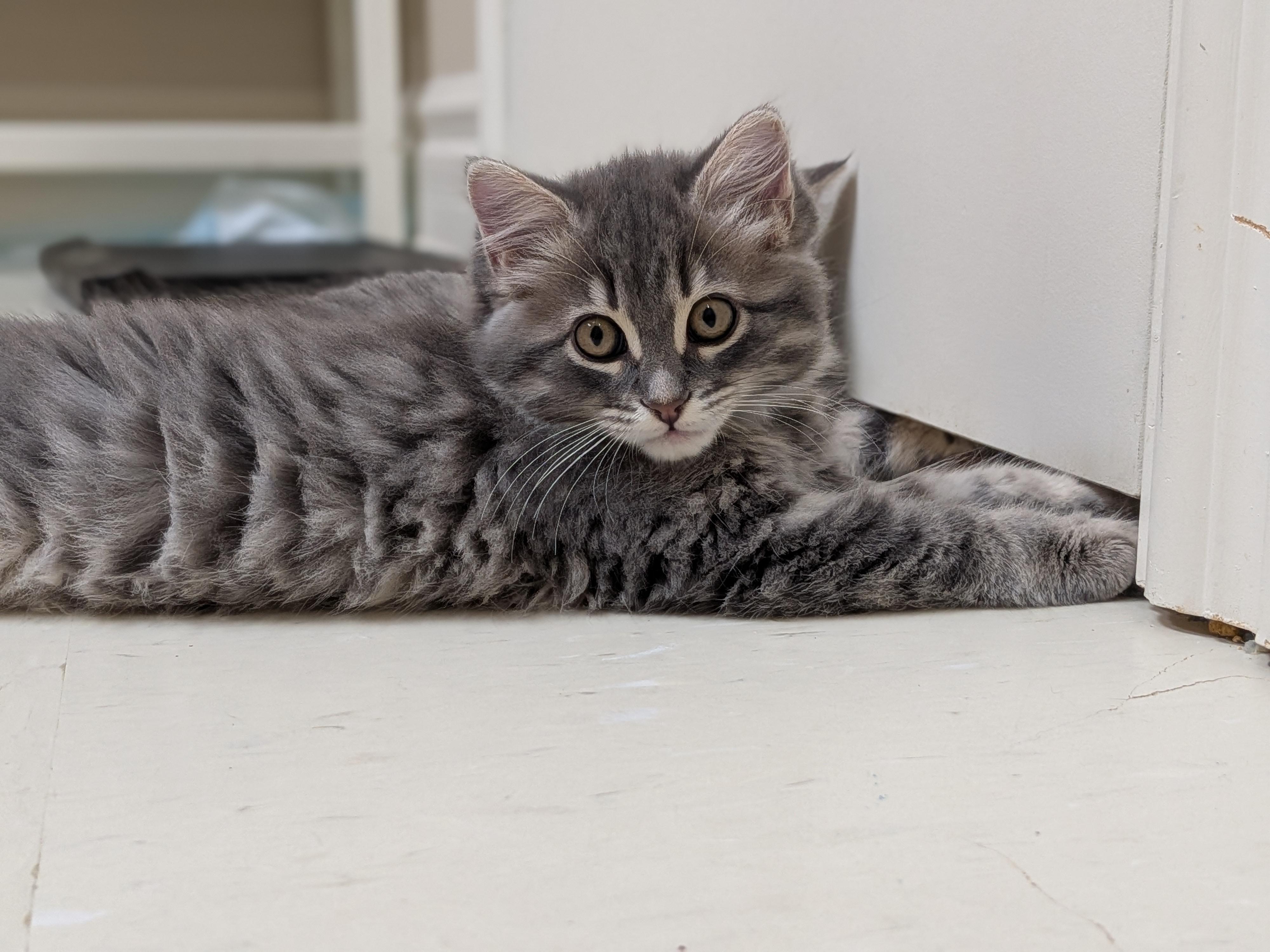 Enlarge Onyx, a Adopted Domestic Long Hair in Wakefield, QC image 2/3