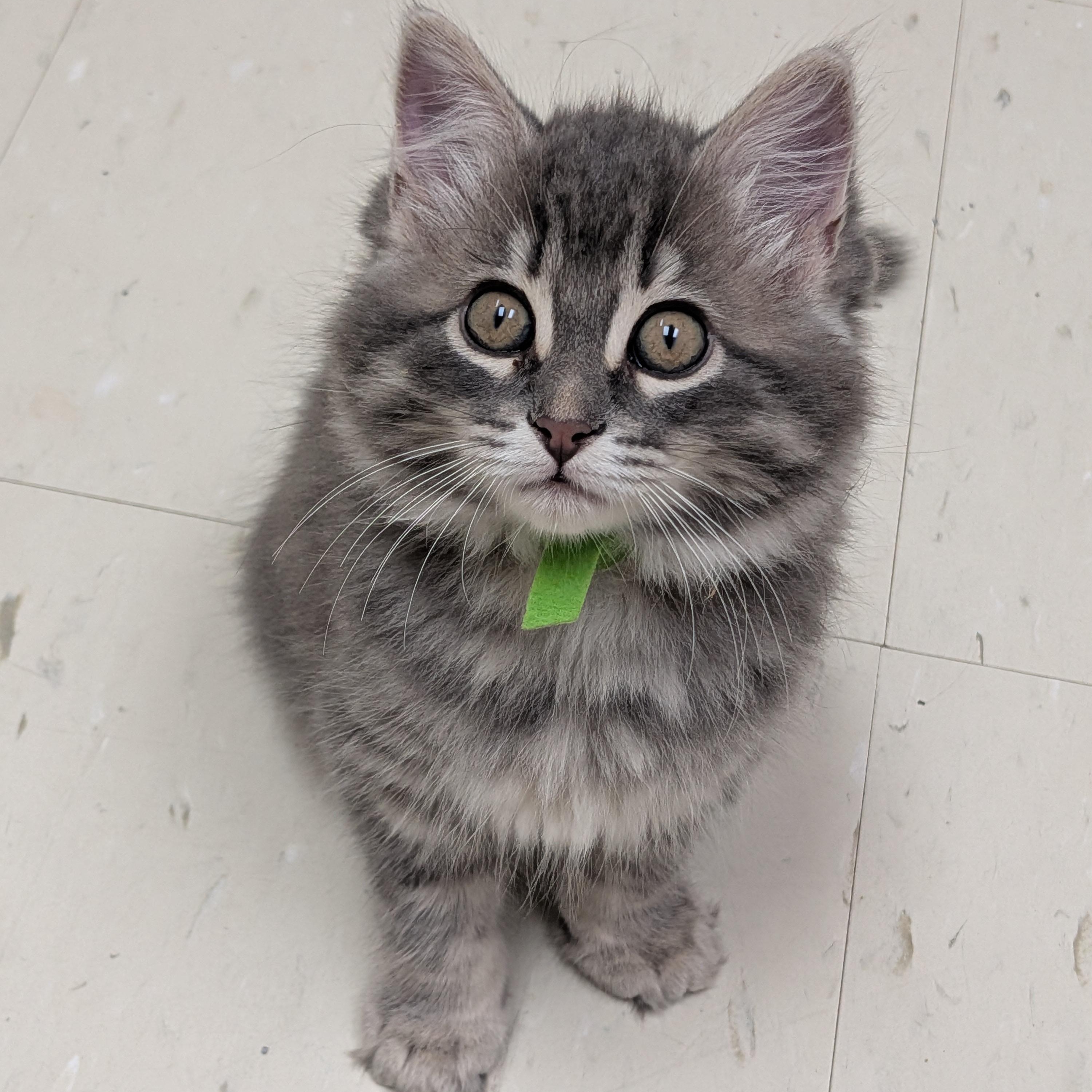 Onyx, Adopted, Kitten Female Domestic Long Hair.