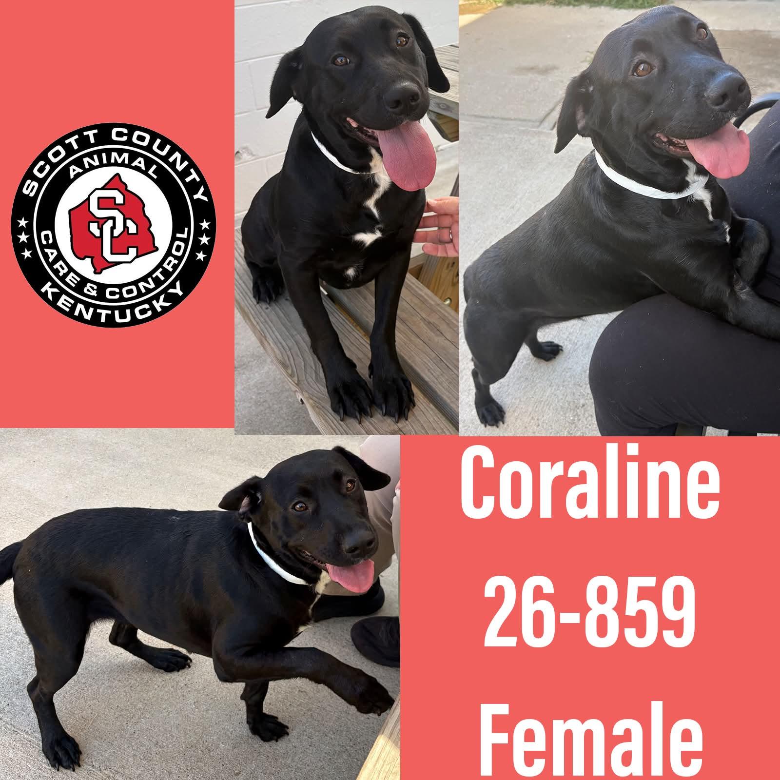 Enlarge Coraline, a Adoptable mixed breed in Georgetown, KY image 1/1