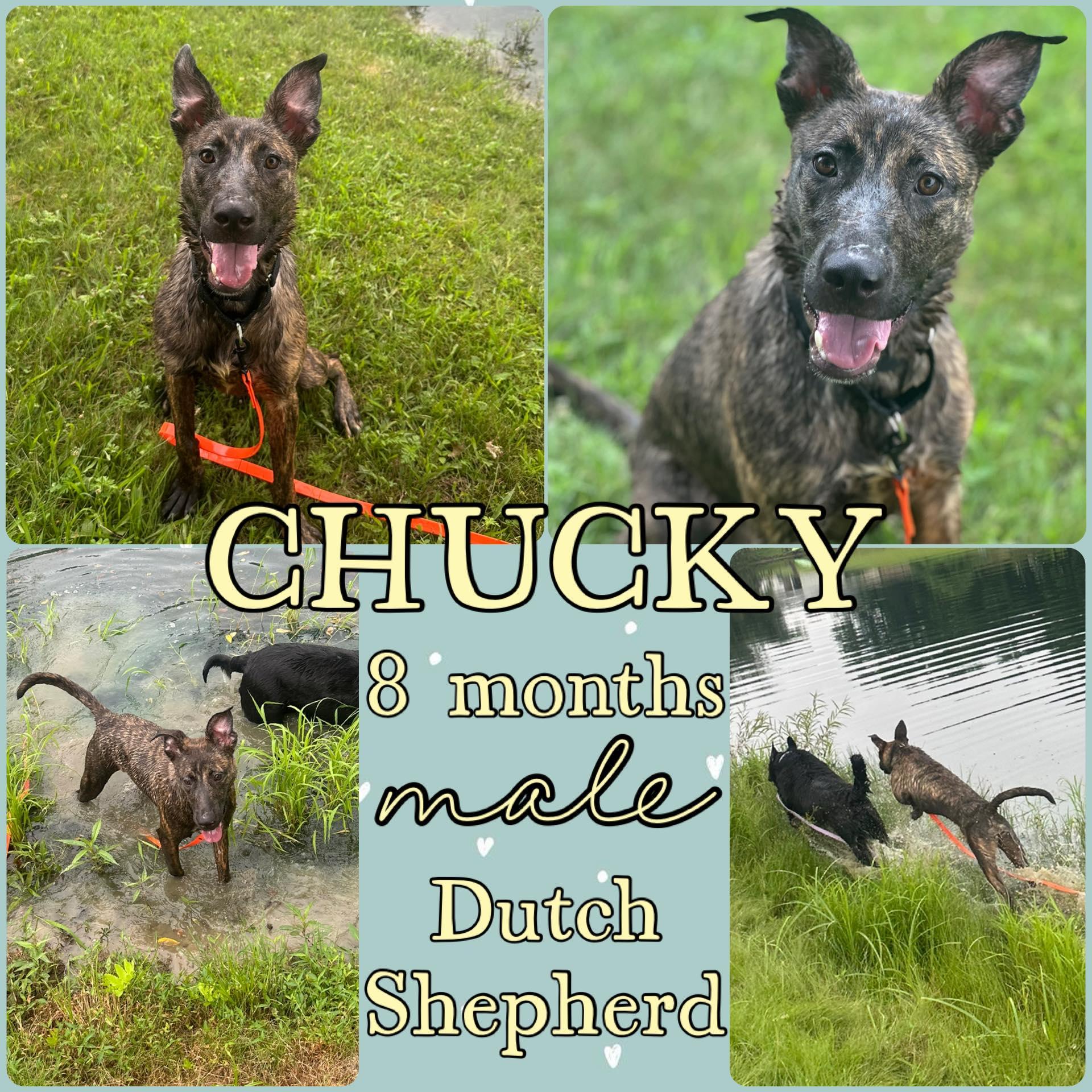 Enlarge Chucky, a Adoptable Dutch Shepherd image 1/1