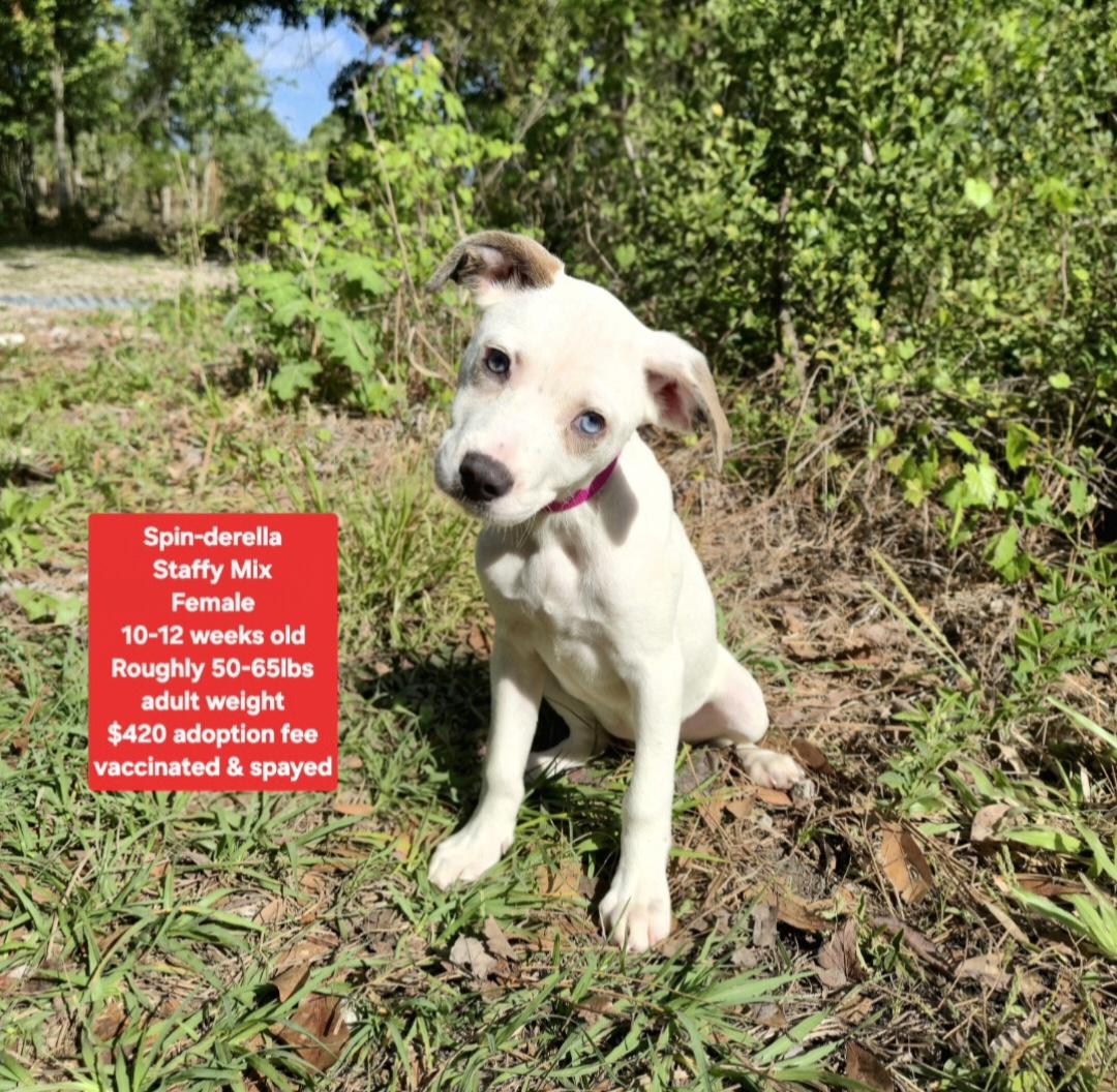 Enlarge Spin-derella, a ADOPTABLE mixed breed in Oviedo, FL image 1/1