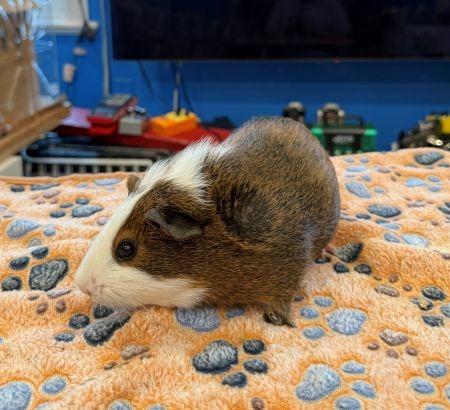 Enlarge Hashbrown, a Adoptable Guinea Pig in Scotts Valley, CA image 1/2
