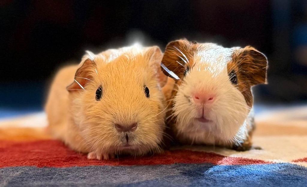 Enlarge Hashbrown, a Adoptable Guinea Pig in Scotts Valley, CA image 2/2