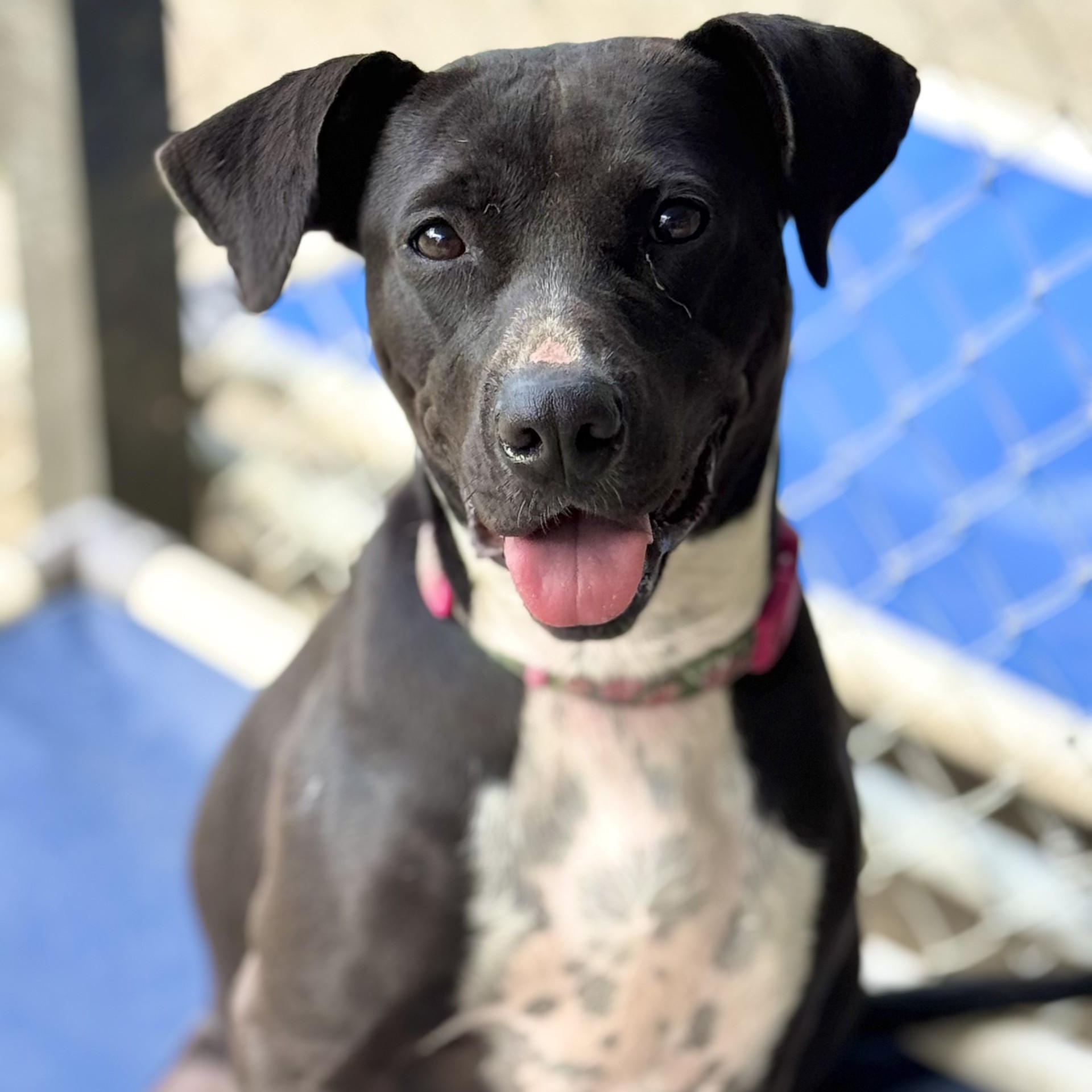 Magnolia Faith (CONC-A-8021)