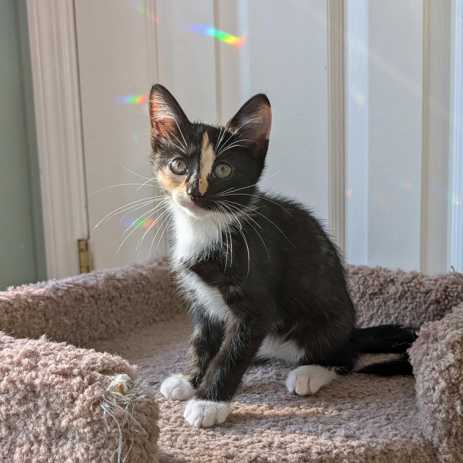 CASSANDRA, Adopted, Kitten Female Calico.